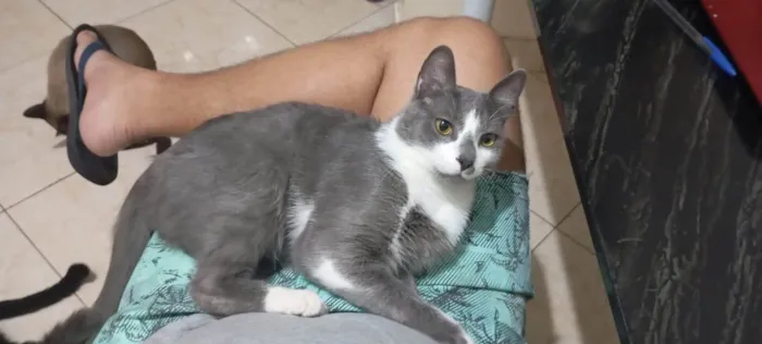 Gato ra a SRD-ViraLata idade 1 ano nome Apolo e Negresco 