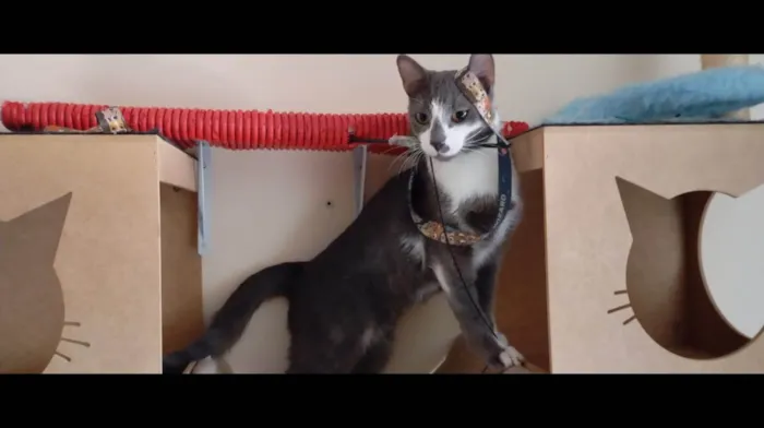 Gato ra a SRD-ViraLata idade 1 ano nome Apolo e Negresco 