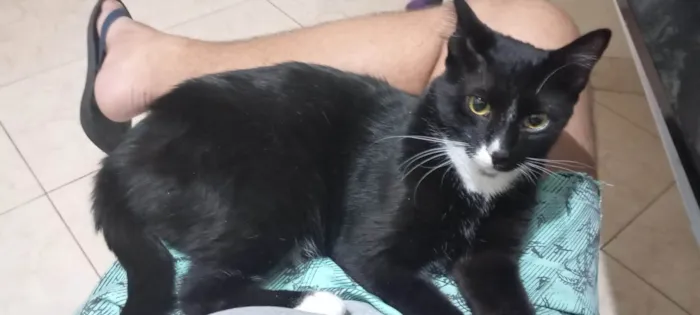 Gato ra a SRD-ViraLata idade 1 ano nome Apolo e Negresco 