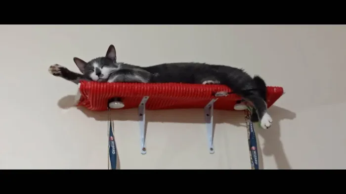 Gato ra a SRD-ViraLata idade 1 ano nome Apolo e Negresco 