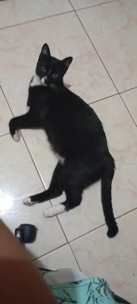 Gato ra a SRD-ViraLata idade 1 ano nome Apolo e Negresco 
