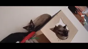 Gato raça SRD-ViraLata idade 1 ano nome Expedito e Bento