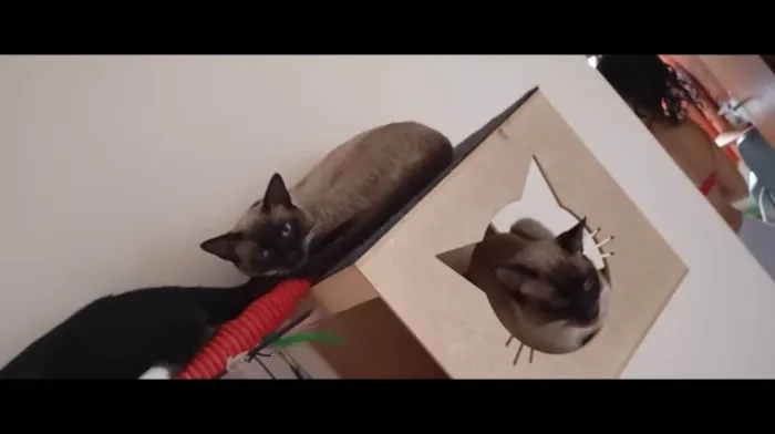 Gato ra a SRD-ViraLata idade 1 ano nome Expedito e Bento