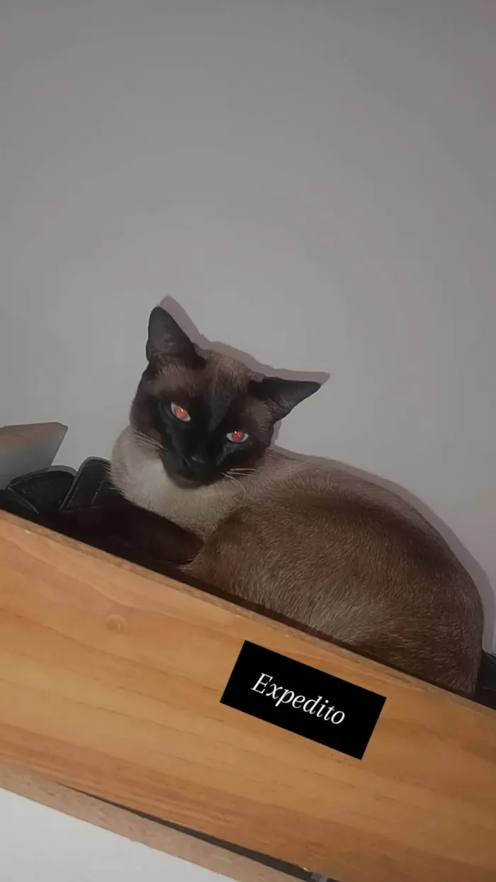 Gato ra a SRD-ViraLata idade 1 ano nome Expedito e Bento