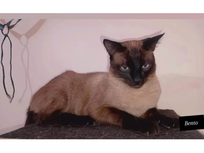Gato ra a SRD-ViraLata idade 1 ano nome Expedito e Bento