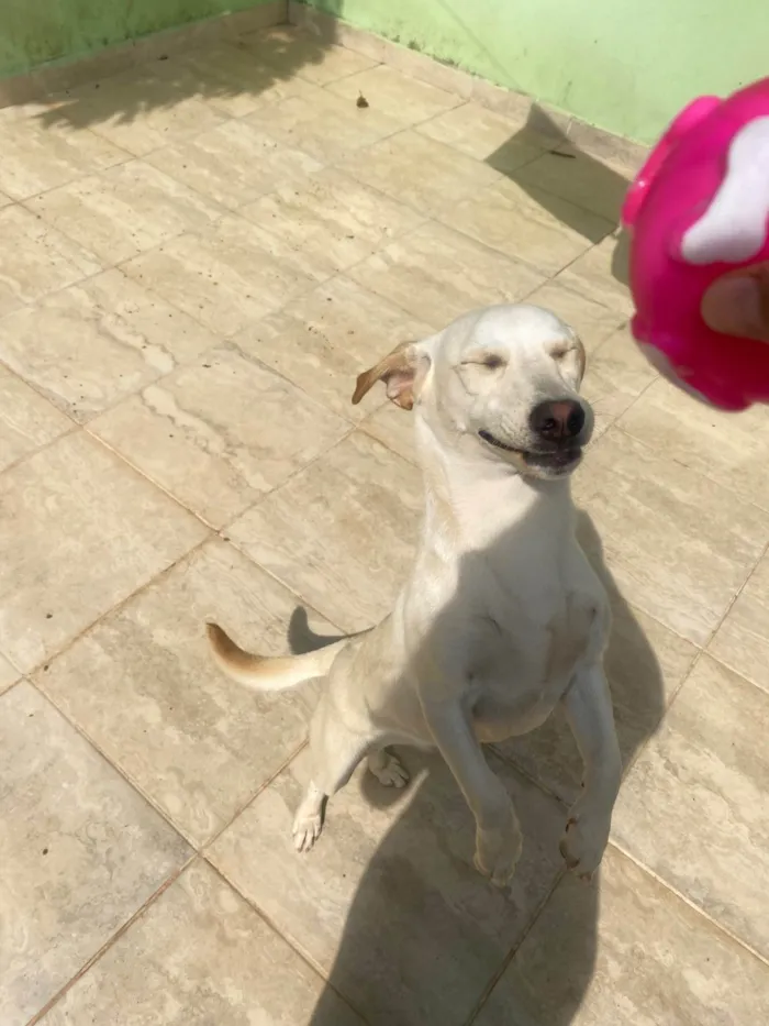 Cachorro ra a SRD-ViraLata idade 1 ano nome Mel