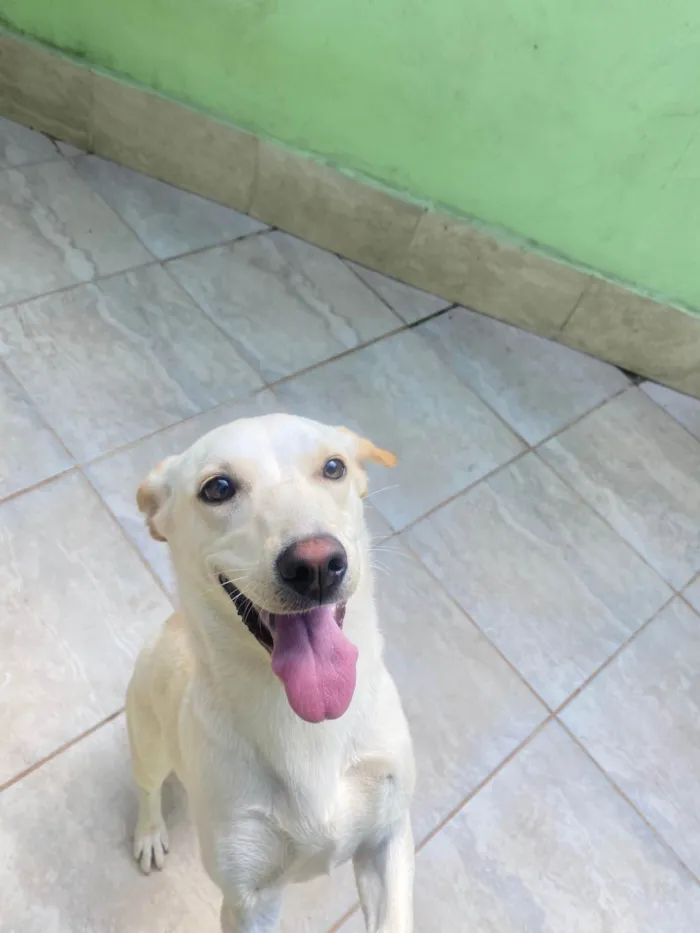 Cachorro ra a SRD-ViraLata idade 1 ano nome Mel