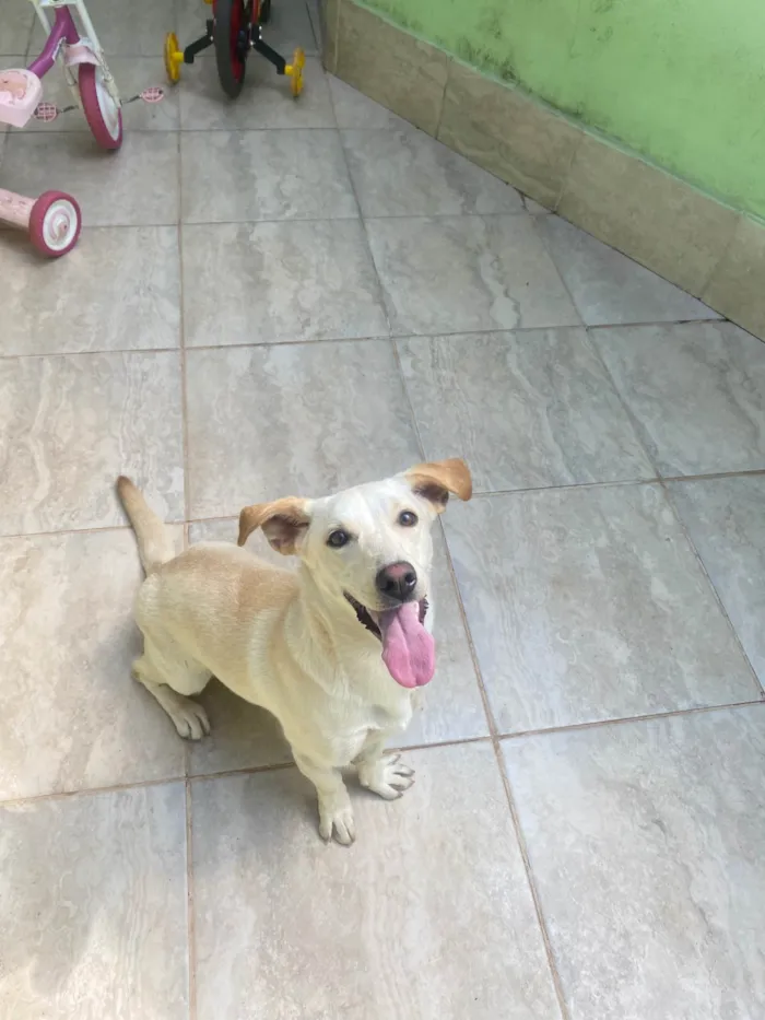 Cachorro ra a SRD-ViraLata idade 1 ano nome Mel