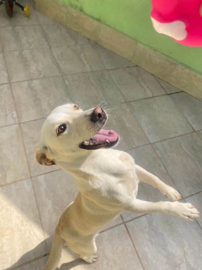 Cachorro ra a SRD-ViraLata idade 1 ano nome Mel
