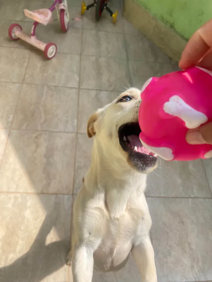Cachorro ra a SRD-ViraLata idade 1 ano nome Mel
