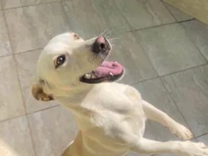 Cachorro raça SRD-ViraLata idade 1 ano nome Mel