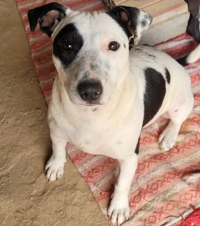 Cachorro ra a SRD-ViraLata idade 7 a 11 meses nome Pandora