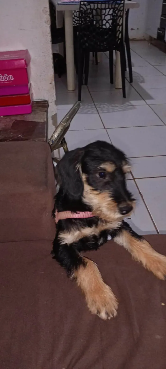 Cachorro ra a SRD-ViraLata idade 2 a 6 meses nome Não tem nome 