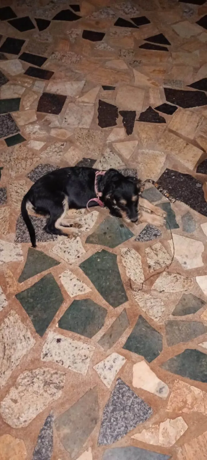 Cachorro ra a SRD-ViraLata idade 2 a 6 meses nome Não tem nome 