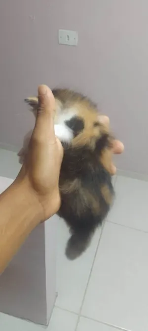 Gato raça SRD-ViraLata idade Abaixo de 2 meses nome Cristal