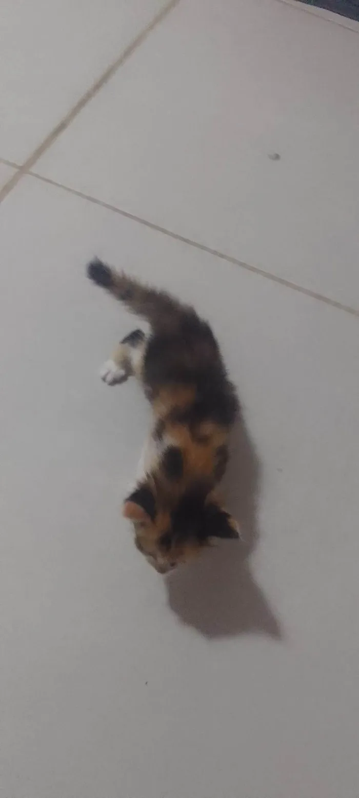 Gato ra a SRD-ViraLata idade Abaixo de 2 meses nome Cristal