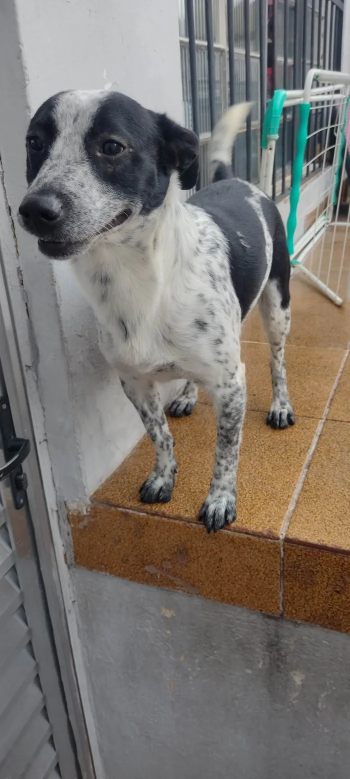 Cachorro ra a SRD-ViraLata idade 1 ano nome Pipoca