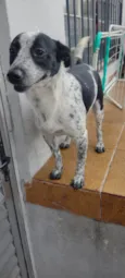 Pipoca