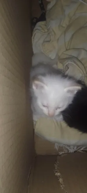 Gato raça SRD-ViraLata idade Abaixo de 2 meses nome Branca de neve
