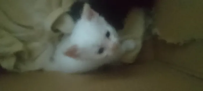 Gato ra a SRD-ViraLata idade Abaixo de 2 meses nome Branca de neve