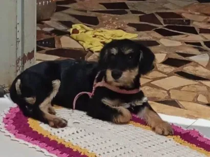 Cachorro raça SRD-ViraLata idade 2 a 6 meses nome Não tem nome 