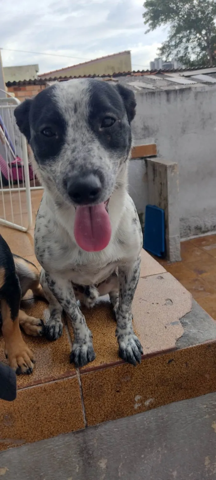 Cachorro ra a SRD-ViraLata idade 1 ano nome Pipoca