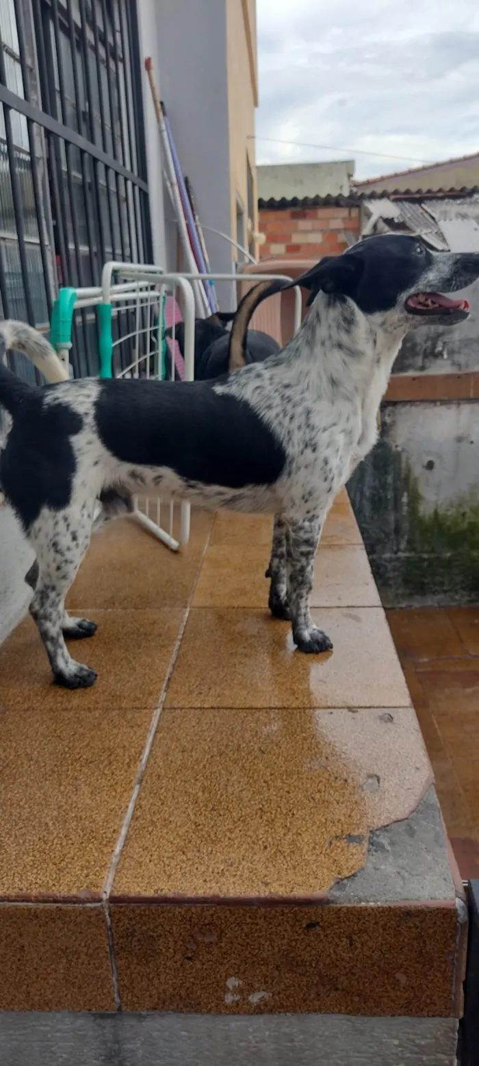 Cachorro ra a SRD-ViraLata idade 1 ano nome Pipoca