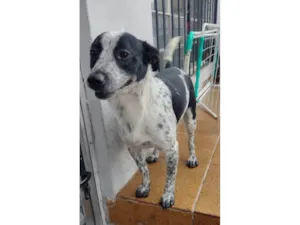 Cachorro raça SRD-ViraLata idade 1 ano nome Pipoca