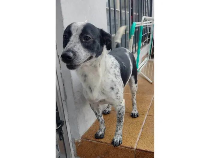 Cachorro ra a SRD-ViraLata idade 1 ano nome Pipoca