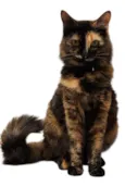 Lili