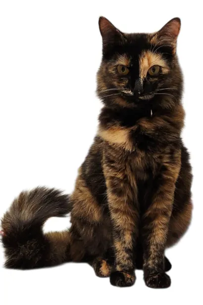 Gato raça SRD-ViraLata idade 7 a 11 meses nome Lili