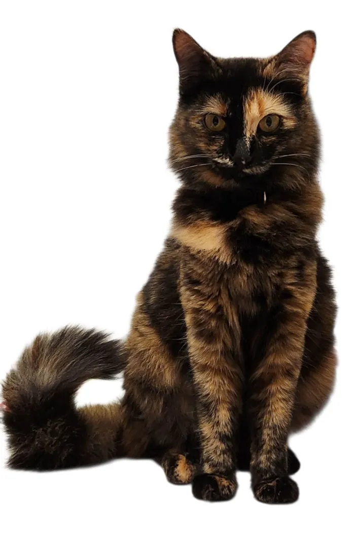 Gato ra a SRD-ViraLata idade 7 a 11 meses nome Lili
