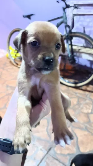 Cachorro raça SRD-ViraLata idade Abaixo de 2 meses nome Chocolate