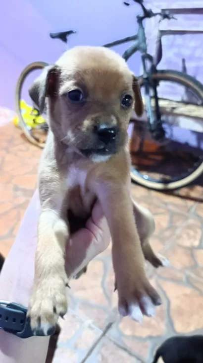 Cachorro raça SRD-ViraLata idade Abaixo de 2 meses nome Chocolate