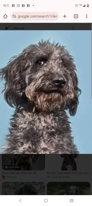 Cachorro raça Poodle idade 4 anos nome Dique