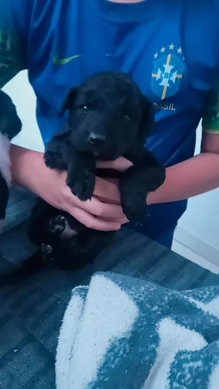 Cachorro ra a SRD-ViraLata idade 2 a 6 meses nome Sem nome