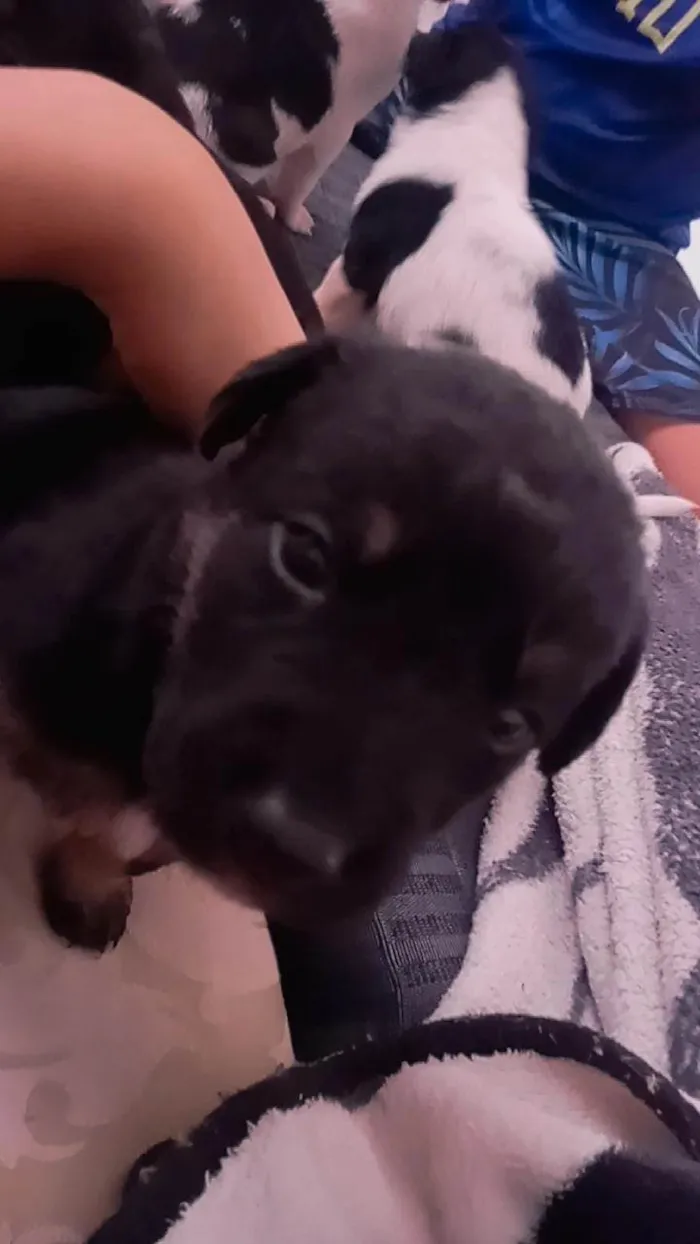 Cachorro ra a SRD-ViraLata idade 2 a 6 meses nome Sem nome
