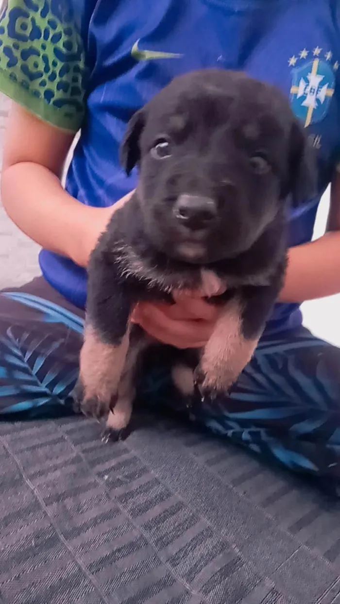 Cachorro ra a SRD-ViraLata idade 2 a 6 meses nome Sem nome