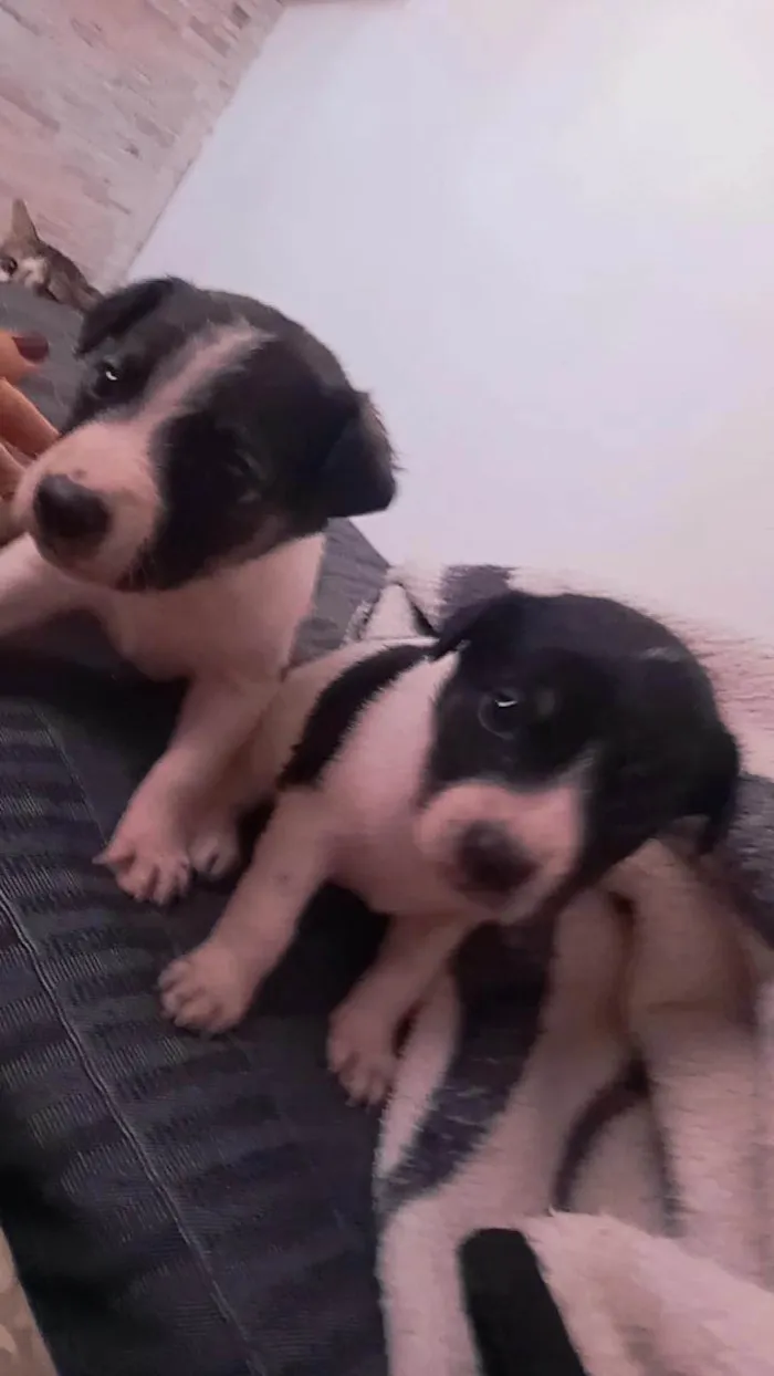 Cachorro ra a SRD-ViraLata idade 2 a 6 meses nome Sem nome