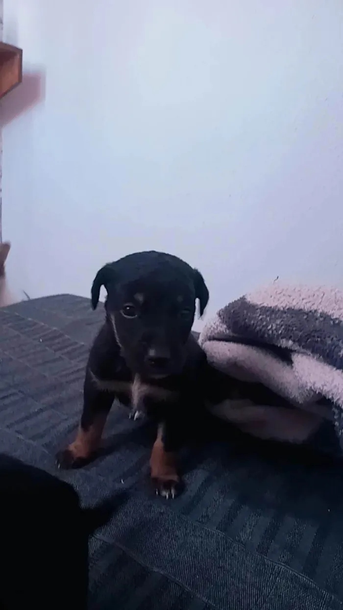 Cachorro ra a SRD-ViraLata idade 2 a 6 meses nome Sem nome