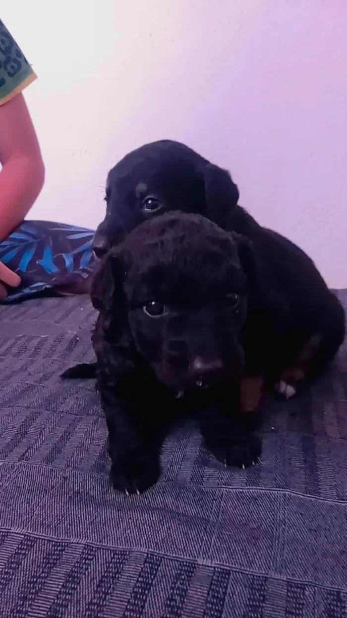 Cachorro ra a SRD-ViraLata idade 2 a 6 meses nome Sem nome