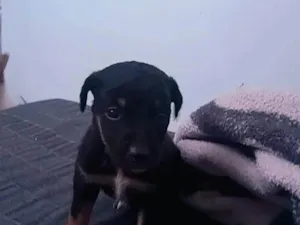 Cachorro raça SRD-ViraLata idade 2 a 6 meses nome Sem nome