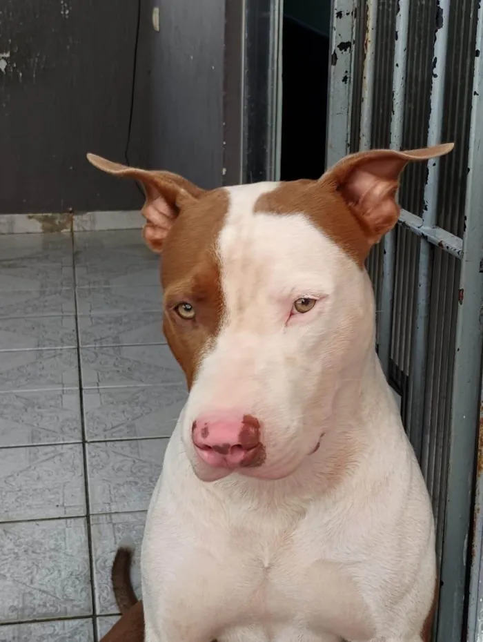 Cachorro ra a Pit-Bull idade 1 ano nome Thor 