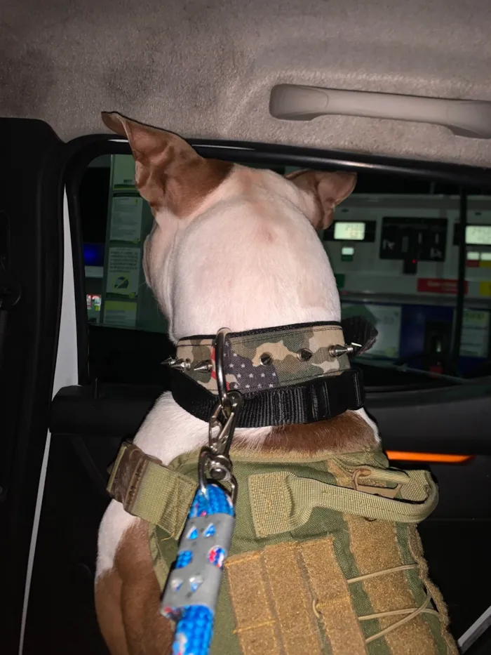 Cachorro ra a Pit-Bull idade 1 ano nome Thor 