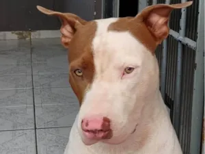 Cachorro raça Pit-Bull idade 1 ano nome Thor 