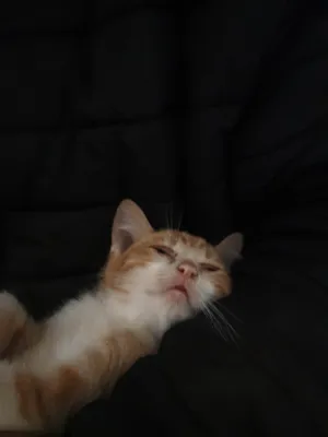 Gato raça SRD-ViraLata idade 2 a 6 meses nome Gatinho