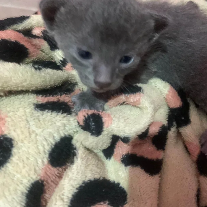 Gato ra a SRD-ViraLata idade Abaixo de 2 meses nome Et bilu