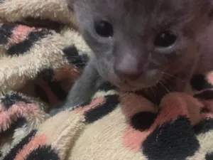 Gato raça SRD-ViraLata idade Abaixo de 2 meses nome Et bilu