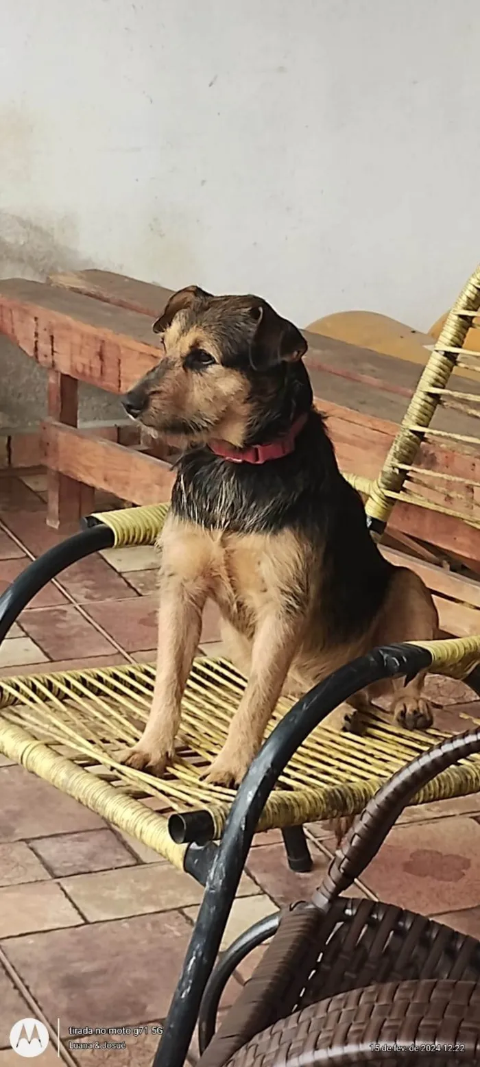 Cachorro ra a SRD-ViraLata idade 2 anos nome Jafar