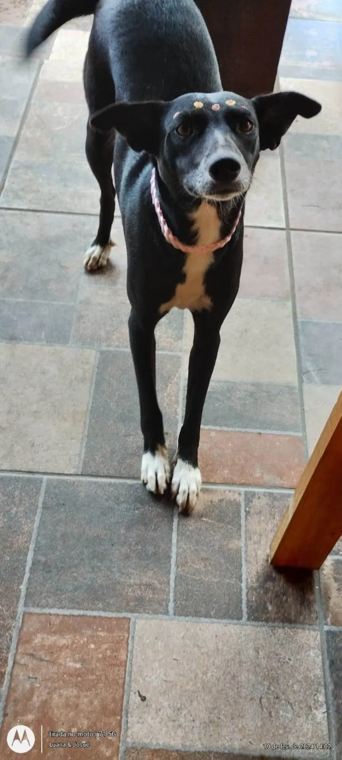 Cachorro ra a SRD-ViraLata idade 2 anos nome Amora